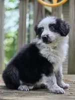 AKC Black Panda Male Long Coat GSD, a male German Shepherd Dog for sale in Muscatine, IA – 6 of 10