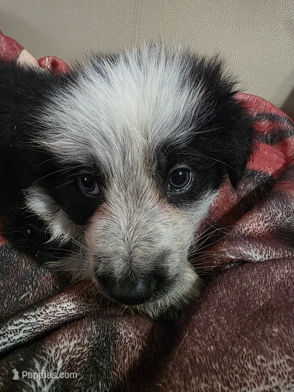 AKC Black Panda Male Long Coat – German Shepherd Dog puppy for sale in Muscatine, IA