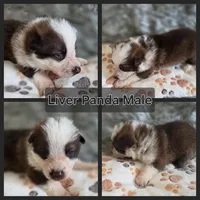 AKC Liver Panda Male GSD, a male German Shepherd Dog for sale in Muscatine, IA – 9 of 10