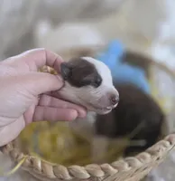 AKC Liver Panda Male GSD, a male German Shepherd Dog for sale in Muscatine, IA – Photo 3 of 10