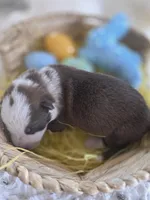 AKC Liver Panda Male GSD, a male German Shepherd Dog for sale in Muscatine, IA – Photo 6 of 10