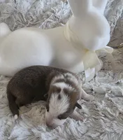 AKC Liver Panda Male GSD, a male German Shepherd Dog for sale in Muscatine, IA – Photo 5 of 10