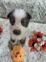 AKC Liver Panda Male GSD, a male German Shepherd Dog for sale in Muscatine, IA – 4 of 10