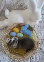 AKC Liver Panda Male GSD, a male German Shepherd Dog for sale in Muscatine, IA – Photo 8 of 10