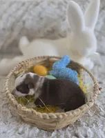 AKC Liver Panda Male GSD, a male German Shepherd Dog for sale in Muscatine, IA – Photo 4 of 10