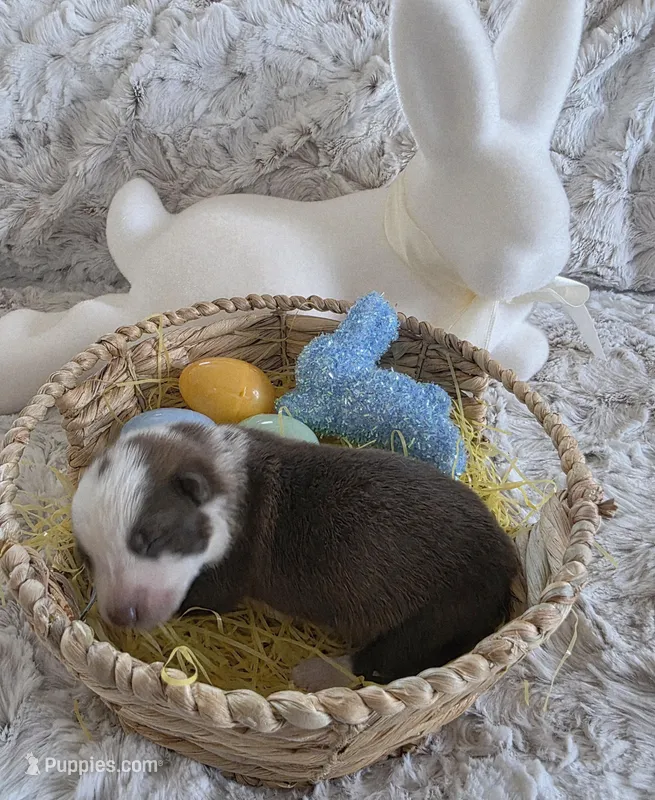 AKC Liver Panda Male GSD – German Shepherd Dog puppy for sale in Muscatine, IA