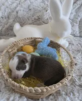 AKC Liver Panda Male GSD, a male German Shepherd Dog for sale in Muscatine, IA – Photo 1 of 10