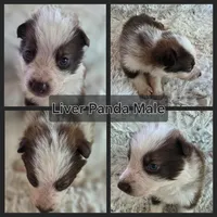 AKC Liver Panda Male GSD, a male German Shepherd Dog for sale in Muscatine, IA – 8 of 10