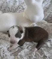 AKC Liver Panda Male GSD, a male German Shepherd Dog for sale in Muscatine, IA – Photo 7 of 10