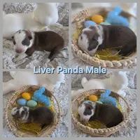 AKC Liver Panda Male GSD, a male German Shepherd Dog for sale in Muscatine, IA – Photo 2 of 10