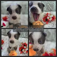 AKC Liver Panda Male GSD, a male German Shepherd Dog for sale in Muscatine, IA – 7 of 10