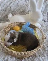 AKC Liver Panda Male GSD, a male German Shepherd Dog for sale in Muscatine, IA – Photo 10 of 10