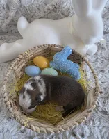 AKC Liver Panda Male GSD, a male German Shepherd Dog for sale in Muscatine, IA – Photo 9 of 10