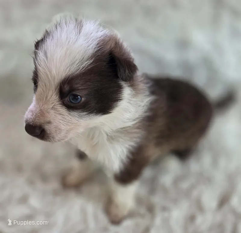 AKC Liver Panda Male GSD – German Shepherd Dog puppy for sale in Muscatine, IA