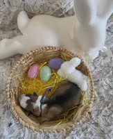 AKC Silver Sable Panda Female GSD, a female German Shepherd Dog for sale in Muscatine, IA – Photo 3 of 8