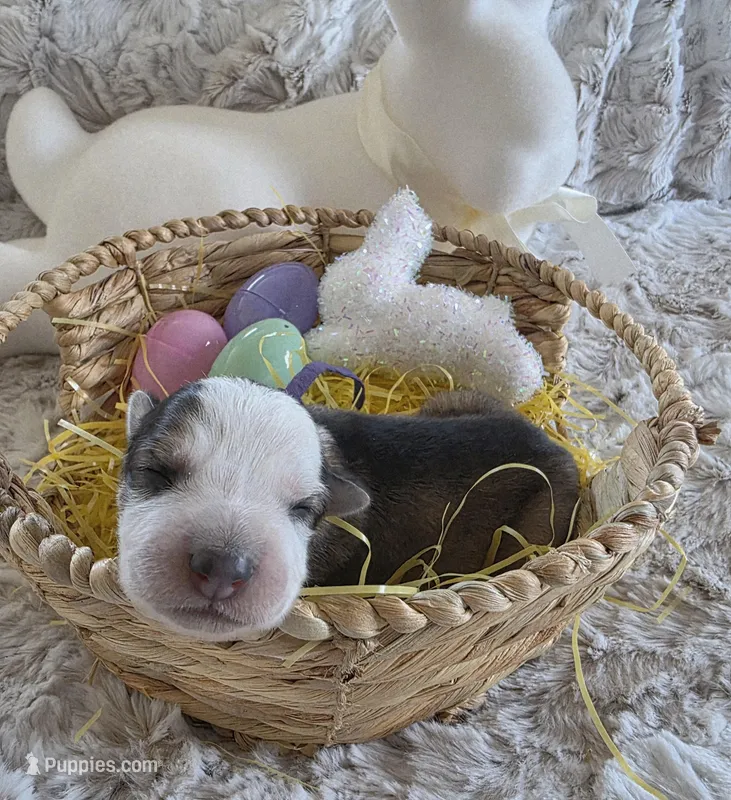 AKC Silver Sable Panda Female GSD – German Shepherd Dog puppy for sale in Muscatine, IA