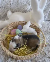 AKC Silver Sable Panda Female GSD, a female German Shepherd Dog for sale in Muscatine, IA – Photo 8 of 8