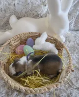 AKC Silver Sable Panda Female GSD, a female German Shepherd Dog for sale in Muscatine, IA – Photo 7 of 8