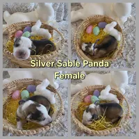 AKC Silver Sable Panda Female GSD, a female German Shepherd Dog for sale in Muscatine, IA – Photo 2 of 8