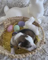 AKC Silver Sable Panda Female GSD, a female German Shepherd Dog for sale in Muscatine, IA – Photo 5 of 8