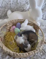 AKC Silver Sable Panda Female GSD, a female German Shepherd Dog for sale in Muscatine, IA – Photo 6 of 8