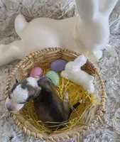 AKC Silver Sable Panda Female GSD, a female German Shepherd Dog for sale in Muscatine, IA – Photo 4 of 8