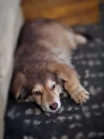 AKC Liver Sable Long Coat Female, a female German Shepherd Dog for sale in Muscatine, IA – 9 of 10