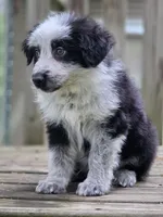AKC Black Panda Male Long Coat GSD, a male German Shepherd Dog for sale in Muscatine, IA – 2 of 10