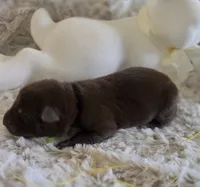 AKC Liver Male GSD, a male German Shepherd Dog for sale in Muscatine, IA – Photo 6 of 10