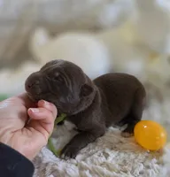 AKC Liver Male GSD, a male German Shepherd Dog for sale in Muscatine, IA – Photo 3 of 10