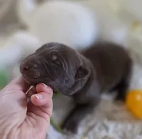 AKC Liver Male GSD, a male German Shepherd Dog for sale in Muscatine, IA – Photo 1 of 10