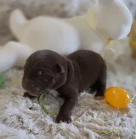 AKC Liver Male GSD, a male German Shepherd Dog for sale in Muscatine, IA – Photo 5 of 10