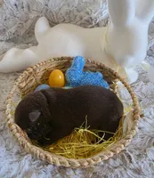 AKC Liver Male GSD, a male German Shepherd Dog for sale in Muscatine, IA – Photo 9 of 10