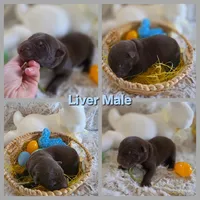 AKC Liver Male GSD, a male German Shepherd Dog for sale in Muscatine, IA – Photo 2 of 10