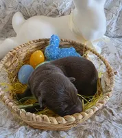 AKC Liver Male GSD, a male German Shepherd Dog for sale in Muscatine, IA – Photo 7 of 10