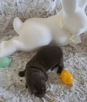 AKC Liver Male GSD, a male German Shepherd Dog for sale in Muscatine, IA – Photo 4 of 10