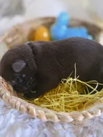 AKC Liver Male GSD, a male German Shepherd Dog for sale in Muscatine, IA – Photo 10 of 10