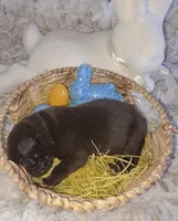 AKC Liver Male GSD, a male German Shepherd Dog for sale in Muscatine, IA – Photo 8 of 10