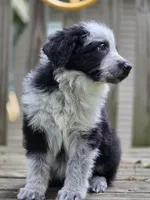 AKC Black Panda Male Long Coat GSD, a male German Shepherd Dog for sale in Muscatine, IA – 4 of 10