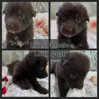 AKC Liver Female Long Coat GSD, a female German Shepherd Dog for sale in Muscatine, IA – 7 of 10