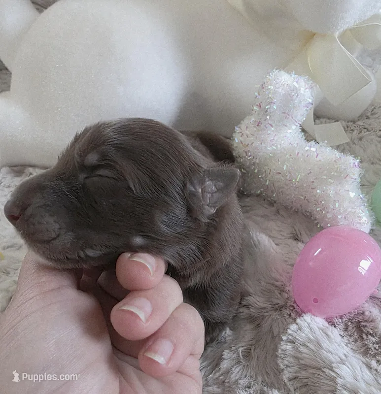 AKC Liver Female GSD – German Shepherd Dog puppy for sale in Muscatine, IA