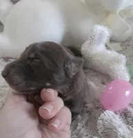 AKC Liver Female GSD, a female German Shepherd Dog for sale in Muscatine, IA – Photo 1 of 10