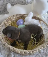 AKC Liver Female GSD, a female German Shepherd Dog for sale in Muscatine, IA – Photo 5 of 10