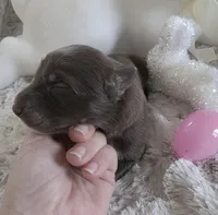 AKC Liver Female GSD, a female German Shepherd Dog for sale in Muscatine, IA – Photo 4 of 10