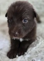 AKC Liver Female Long Coat GSD, a female German Shepherd Dog for sale in Muscatine, IA – Photo 7 of 10