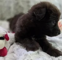 AKC Liver Female Long Coat GSD, a female German Shepherd Dog for sale in Muscatine, IA – 3 of 10