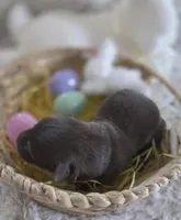 AKC Liver Female GSD, a female German Shepherd Dog for sale in Muscatine, IA – Photo 6 of 10