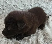 AKC Liver Female Long Coat GSD, a female German Shepherd Dog for sale in Muscatine, IA – Photo 3 of 10