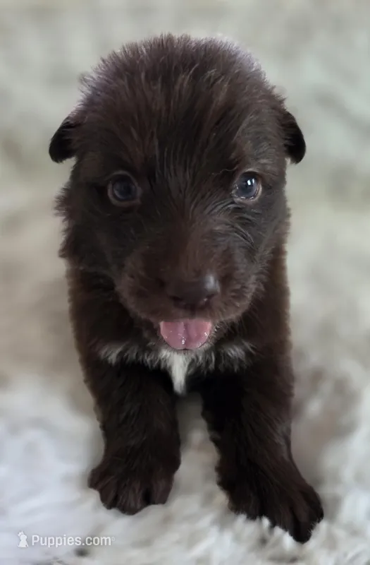 AKC Liver Female Long Coat GSD – German Shepherd Dog puppy for sale in Muscatine, IA