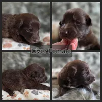 AKC Liver Female Long Coat GSD, a female German Shepherd Dog for sale in Muscatine, IA – Photo 9 of 10